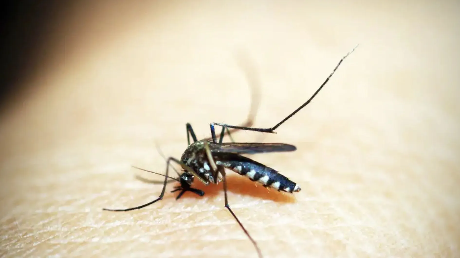 SP registra mais de 2 mil mortes por dengue em 2024, diz Ministério da Saúde