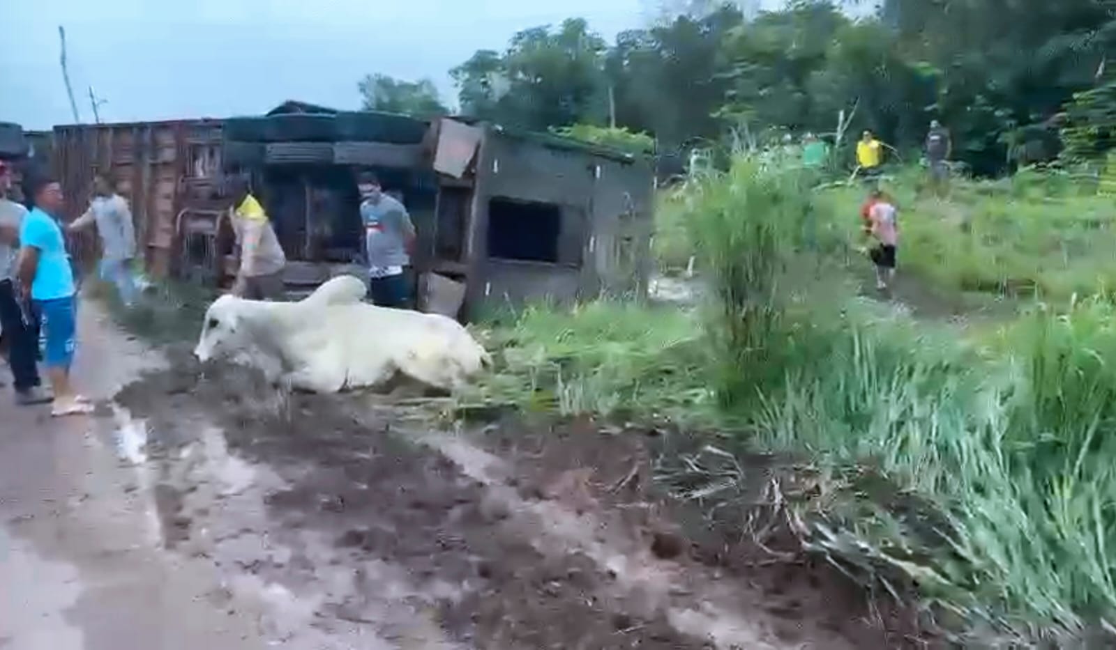 Carreta tomba na PA-150, bois se espalham na pista e populares dividem carne no local