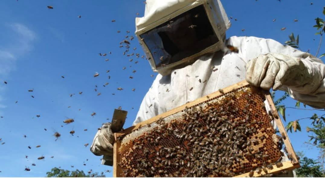 SECTMA promove curso gratuito de apicultura em Tailândia