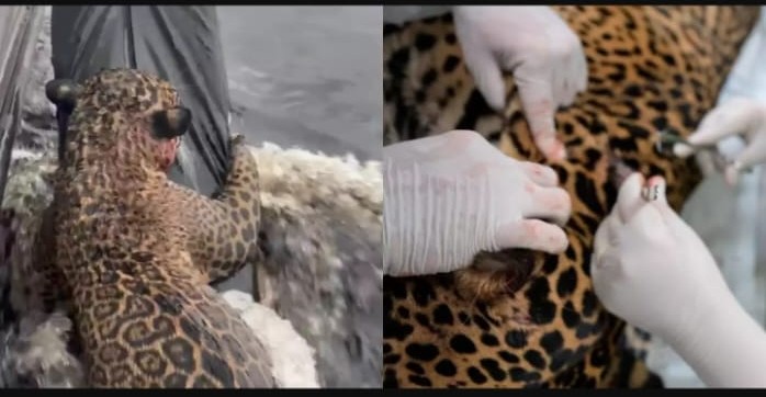Onça ferida com chumbinho é resgatada em rio da Amazônia