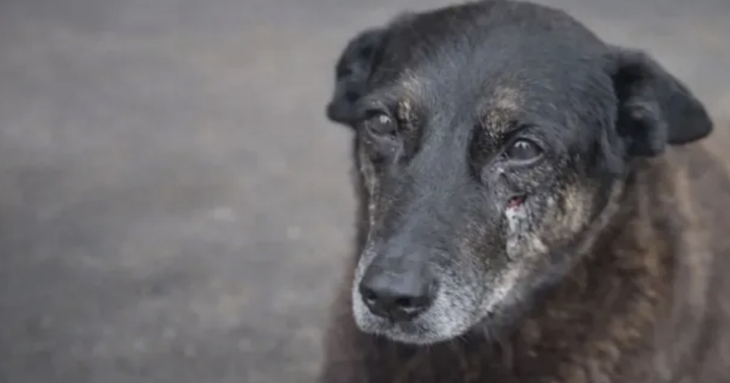 Caso Orelha: adolescentes suspeitos de matar o animal voltam dos EUA.